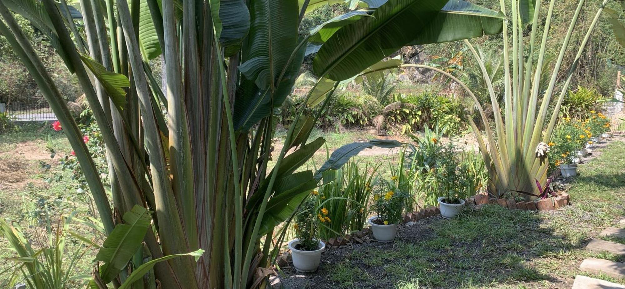 Cat Ba Island Garden Homestay - Papillon Exteriör bild